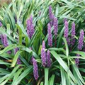 Liriope muscari 'Ingwersen'