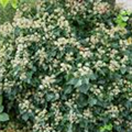 Hedera colchica 'Arborescens'