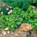 Hedera helix 'Arborescens'