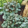 Heuchera 'Pewter Moon'