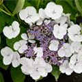 Hydrangea macrophylla 'Teller White'