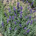 Lavandula x intermedia 'Hidcote Giant'