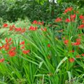 Crocosmia x crocosmiiflora 'Lucifer'