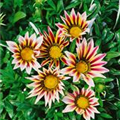 Gazania 'Daybreak'