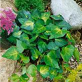 Hedera colchica 'Sulphur Heart'