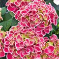 Hydrangea macrophylla 'Tivoli'