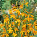 Crocosmia x crocosmiiflora 'Sunglow'