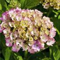 Hydrangea macrophylla 'Fantasia'®(s)