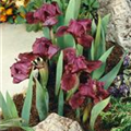 Iris barbata-nana 'Kirschgarten'