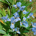 Iris barbata-nana, blau