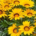 Gazania rigens 'Gazoo'