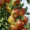 Malus domestica 'Dülmener Rosenapfel'