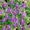 Lobelia erinus 'Azuro'