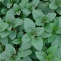 Mentha species 'Tante Hilde´s Fruchtminze'