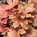 Heucherella 'Buttered Rum'