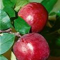 Malus domestica 'Berner Rosenapfel'