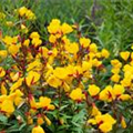 Oenothera tetragona 'Sonnenwende'