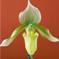 Paphiopedilum maudiae