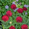 Knautia macedonica