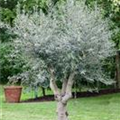 Olea europaea 'Forma Toscana'