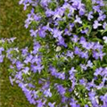 Lobelia 'Laguna'