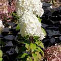 Hydrangea paniculata 'Bobo'®