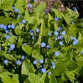 Omphalodes verna