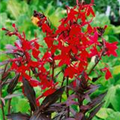 Lobelia splendens