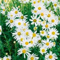 Leucanthemella serotina 'Herbststern'