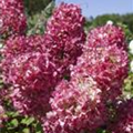 Hydrangea paniculata 'Diamant Rouge'®