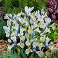 Iris reticulata 'Katherine Hodgkin'