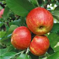 Malus domestica 'Red Topaz'