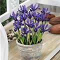 Iris reticulata 'Pixie'