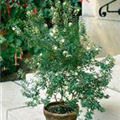 Myrtus communis