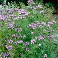 Phacelia tanacetifolia