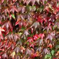 Parthenocissus tricuspidata