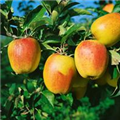 Malus domestica 'Glockenapfel'