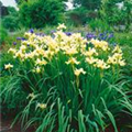 Iris sibirica 'Butter and Sugar'