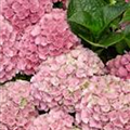 Hydrangea macrophylla 'Magical Opal'®