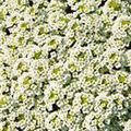 Lobularia maritima 'Schneeteppich'