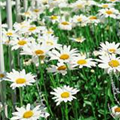 Leucanthemum x superbum 'Becky'