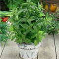 Mentha x piperita 'Bergamot'