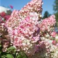 Hydrangea paniculata 'Sundae Fraise'®