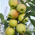 Malus domestica 'Goldbäckchen'