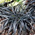 Ophiopogon planiscapus 'Black Beard'