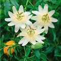 Passiflora caerulea 'Constance Elliot'