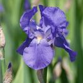 Iris x germanica 'Alcazar'