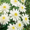 Leucanthemum x superbum 'Christine Hagemann'