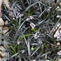 Ophiopogon planiscapus 'Niger'