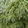 Picea abies